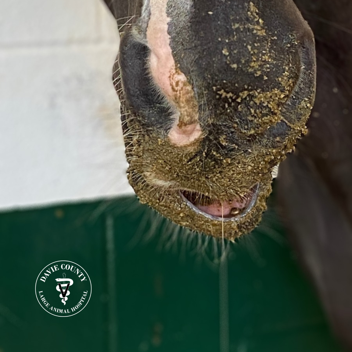 Horse with facial nerve paralysis dropping food and drooling