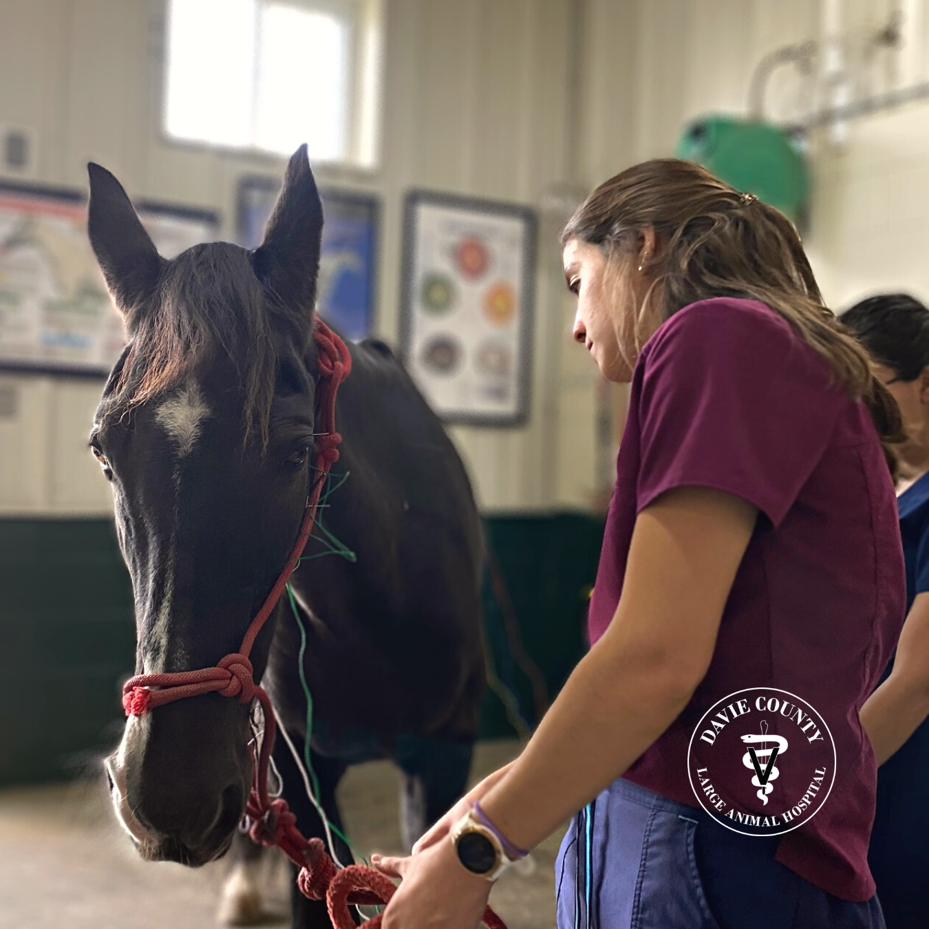 Electroacupuncture in a horse to aid facial paralysis