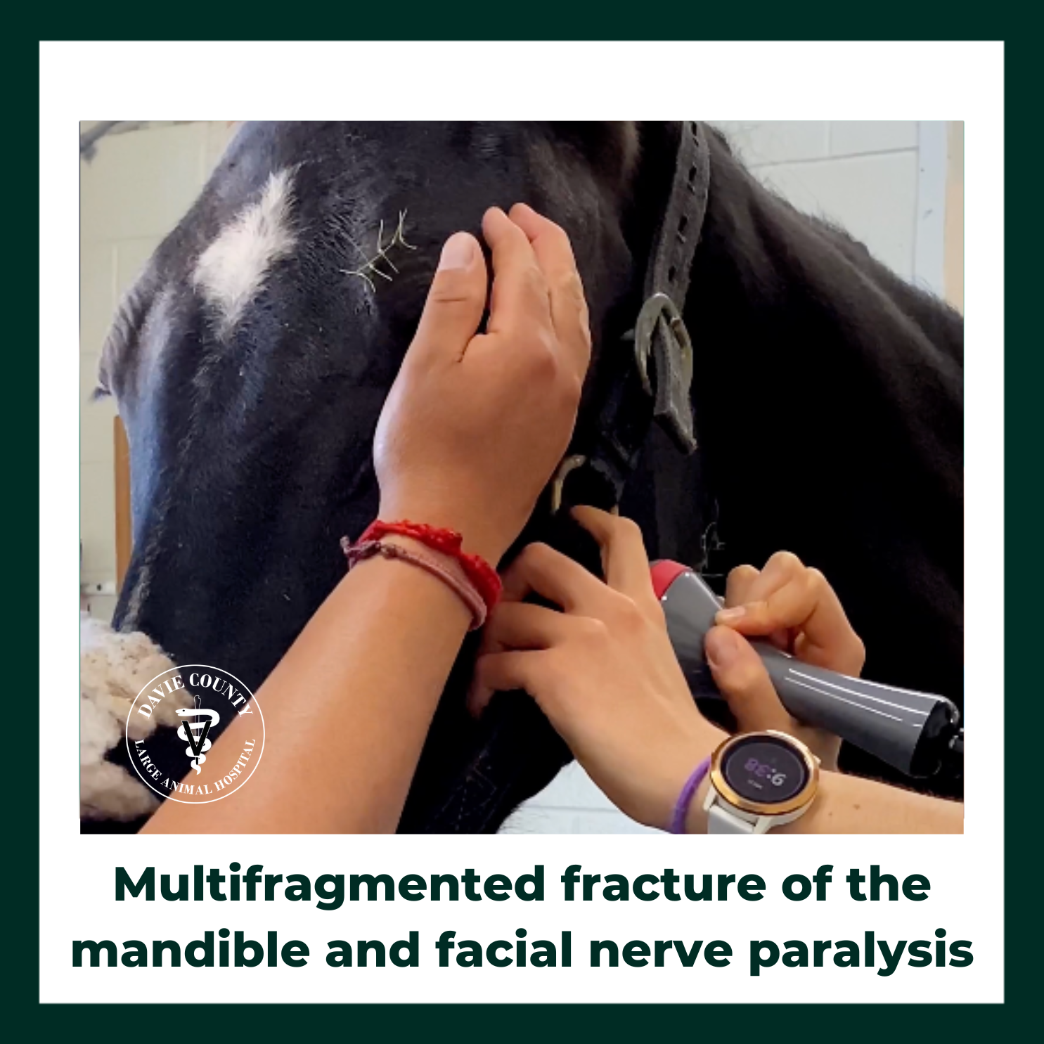 Horse with multifragmented fracture of the mandible and facial nerve paralysis 