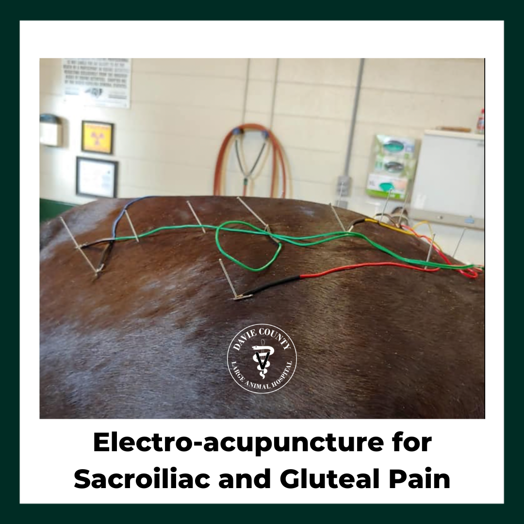 Electroacupuncture for sacroiliac pain in horses