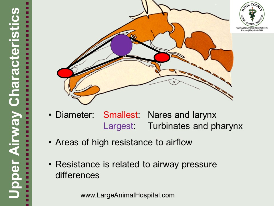 Areas of high resistance to airflow • Resistance is related to airway pressure differences
