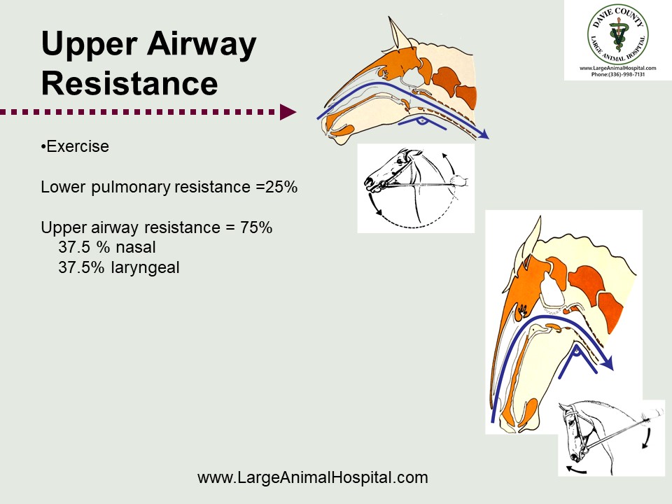 Lower pulmonary resistance =25% Upper airway resistance = 75% 37.5 % nasal 37.5% laryngeal