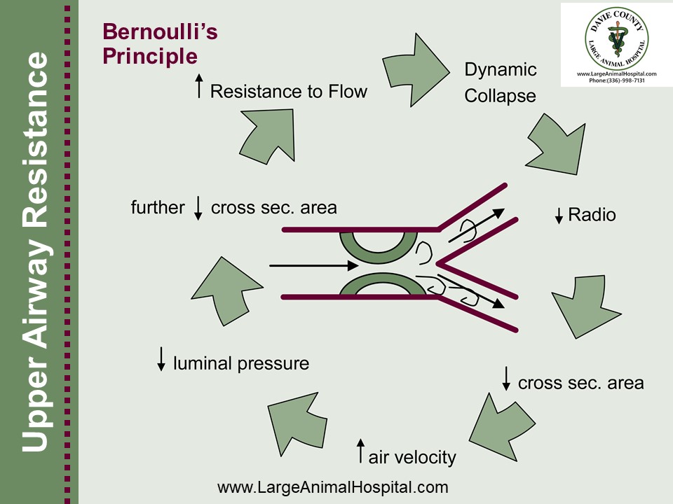 Upper Airway Disease Bernoulli's Principle