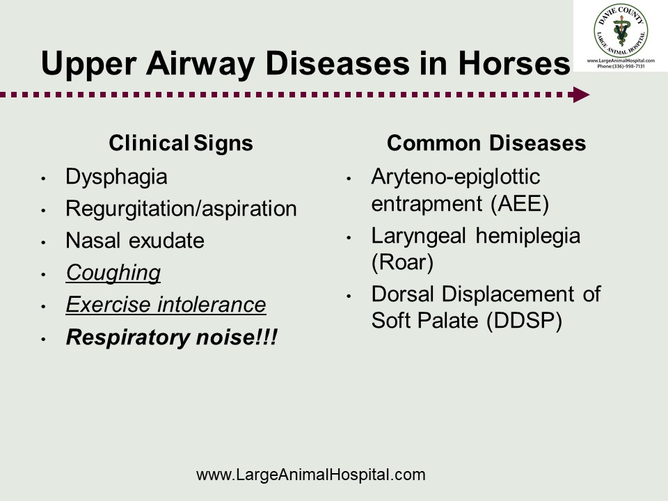 Dysphagia Regurgitation/aspiration Nasal exudate Coughing Exercise intolerance Respiratory noise!!! Common Diseases Aryteno-epiglottic entrapment (AEE) Laryngeal hemiplegia (Roar) Dorsal Displacement of Soft Palate