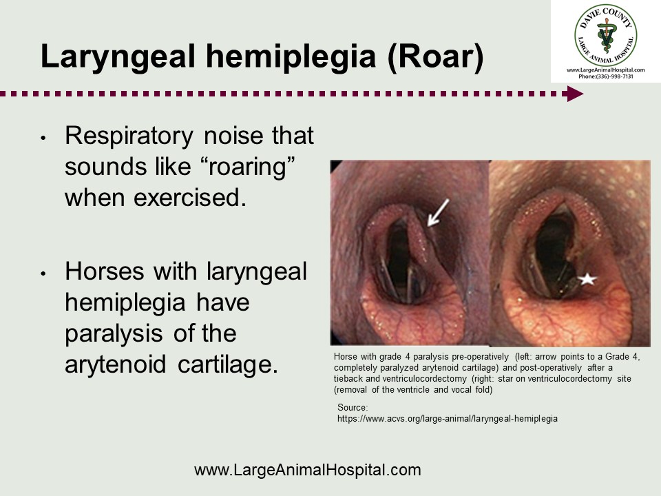 Respiratory noise that sounds like "roaring , 37 when exercised. • Horses with laryngeal hemiplegia have paralysis of the arytenoid cartilage.